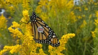 Monarch butterfly numbers plunge on Prince Edward Island after dry summer