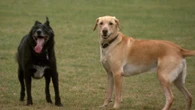 Winnipeg dog owners growl over plans to build road through North Kildonan park