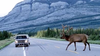 Motorcyclist dead in B.C.'s Kootenays after hitting elk on highway