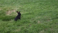 Abandoned pet rabbits raising concerns for wildlife in Greater Sudbury