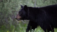 Young man from India killed in rare fatal bear attack in northern Sask.