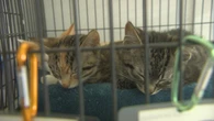 New animal bylaw aims to deter dog attacks, address feral cats in Edmonton
