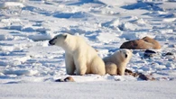 Ontario’s Bill 5 threatens the province's polar bears, says environmental group