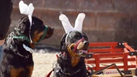 What's open and closed Easter weekend in Waterloo region, Guelph