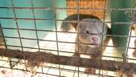 B.C. court rejects mink farmers' lawsuits over ban imposed during COVID-19 pandemic