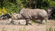 Quebec zoo announces death of Canada's 1st white rhino, Shaboola