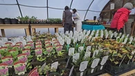 Making the most out of moths and other unsung heroes of pollination