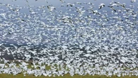 Testing confirms avian flu after hundreds of dead geese found near Lipton, Sask.