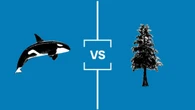 Search for B.C.'s Best Symbol: Semifinal 1 — Orca vs. Western Red Cedar