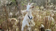 Goats 'delight' at Hamilton property as they destroy invasive buckthorn one bite at a time