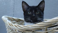 New study suggests an average of 60 million birds in Canada are killed by cats each year