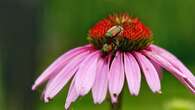 Vancouver sees progress on eradication of Japanese beetle, but bug still spreading in B.C.