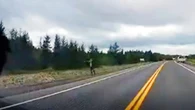 Officers seeking person seen shooting moose from side of highway near GFW golf course