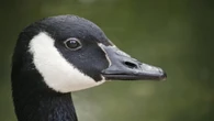 Winnipegger's $300 fine for throwing things at Canada goose a rare case but a good reminder, lawyer says