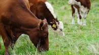 What is happening to the cattle at a N.S. federal research farm slated for closure?