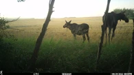 Sask. study finds apparent increase in urban moose forays