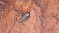 Parks Canada is listening to bank swallows at night to help boost the birds' population