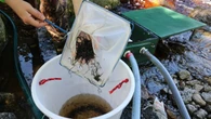 With the elver harvesting season on the line, some Mi'kmaw chiefs are scrambling for options