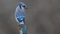Blue jays are having a great season. Here are some things you might not know about the birds