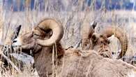 Bighorn sheep hunting licence nets record-setting $400K US bid in Alberta hunting auction