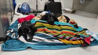 Ontario SPCA and Collège Boréal launch veterinary clinic in Sudbury, Ont.