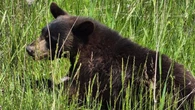 Injured bear shot, killed by police in highway median