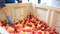 New production line brings local apples to N.S. schools