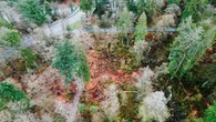 City of Vancouver faces lawsuit over Stanley Park tree-cutting
