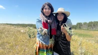 Tinp'si'na is still being harvested by Nakota families as a traditional food source and medicine