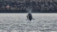 Orca spotted near Cape Breton making a splash