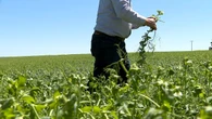 Hail, heavy rain pound southern Alberta, damaging crops