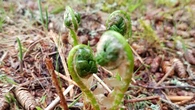 P.E.I.'s spring vegetation presents opportunity for foragers, says biologist