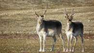 N.W.T.'s Peary caribou showing signs of recovery, but population still low