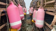 Opening day delayed for spring lobster fishery on P.E.I.'s North Shore