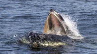 It’s not capelin time but a humpback whale is splashing near Holyrood