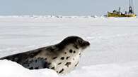 Licences to hunt up to 6 seals being made available on P.E.I. and N.B.