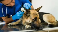 New P.E.I. veterinary act gives vet technicians a seat at the table and a bigger role in clinics