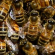Beekeepers working to revolutionize Canadian honey industry with locally-sourced queens