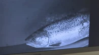 P.E.I. watershed group hopes fish like this are ready for a close-up, in the name of science