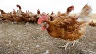 Bird flu found in Gander Bay poultry, food inspection agency says