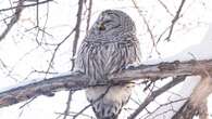 Feathers ruffled on Halifax trail after rare owl attacks