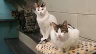 110 cats surrendered to Calgary Humane Society from single home