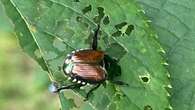 Invasive Japanese beetles found last year in Kamloops for the first time