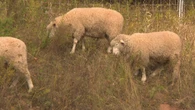 Charlottetown's newest lawn crew? A flock of grazing sheep