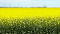 Canadian canola dodges Trump tariff threat, but still faces economic uncertainty