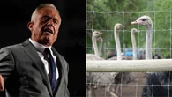 RFK Jr. says he's talked to Canadian health officials about saving B.C. ostrich flock from cull