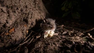 Toronto's proposed rat attack plan faces 1st hurdle