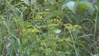 Have you spotted this plant in Windsor? It's invasive — and the city is trying to reduce its impact