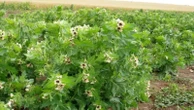 Meet Black Henbane, the highly toxic plant spreading around Lake Diefenbaker