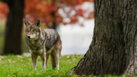 Toronto's growing wildlife problem could get a dedicated response team